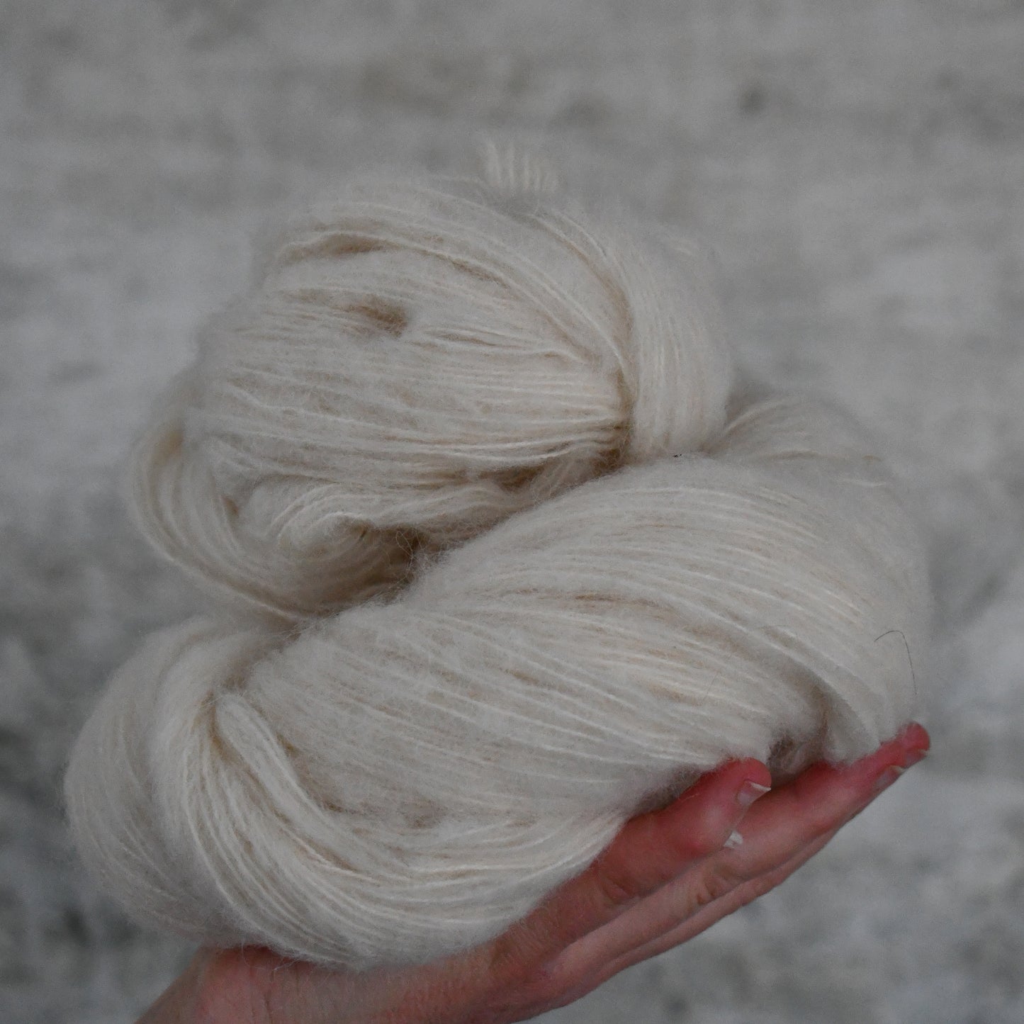 Type 59123 - Mollis